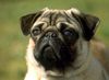 Mops Foto: Ein Möpschen (ID 15379) Mops Hund