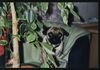 Mops Foto (ID 35089) Mops Hund