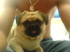 Mops Foto: das ist unser süßer gutschi =) (ID 35213) Mops Hund