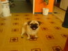 Mops Foto: das ist unser süßer gutschi =) (ID 35215) Mops Hund