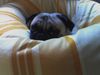 Mops Hund