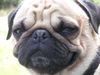 Mops Foto: Pepi...Unvergessen!!! (ID 17332) Mops Hund