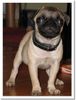 Mops Foto: kleinEmma (ID 38759) Mops Hund