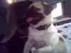 Mops Foto: MEDO beim fliegen (ID 26800) Mops Hund