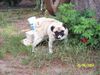 Mops Foto: Hab alle Pfoten voll zu tun :)) (ID 13318) Mops Hund