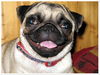 Mops Foto: Emma (ID 38758) Mops Hund