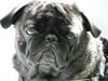 Mops Foto: Paul von Wolfsbühl 4 Jahre (ID 43634) Mops Hund