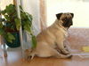 Mops Hund