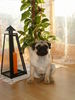 Mops Foto: Mike kann manchmal sogar richtig brav sein... (ID 35641) Mops Hund