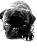 Mops Foto: Paul von Wolfsbühl 4 Jahre (ID 43635) Mops Hund