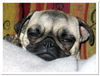 Mops Foto: Emma (ID 38757) Mops Hund