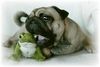Mops Foto: Hab dich zum Fressen gern (ID 26211) Mops Hund