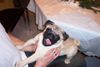 Mops Foto: Immer in Action :-) (ID 24775) Mops Hund