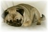 Mops Foto: Amy ist müde (ID 26210) Mops Hund