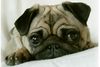 Mops Foto: Amy aus Jena (ID 26209) Mops Hund