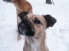 Mops Foto: Mopsmix Naddel (ID 19686) Mops Hund