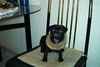 Mops Foto: Kalt ist es ! (ID 1480) Mops Hund