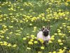 Mops Foto: Livy-Rennmops (ID 16041) Mops Hund