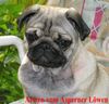 Mops Foto: Arwen aus der Mopsvilla Asperner Löwe (ID 15657) Mops Hund