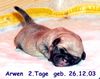 Mops Foto: Lucy u. Arwen aus der Mopsvilla Asperner Löwe (ID 7790) Mops Hund
