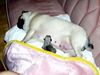 Mops Foto: Lucy u. Arwen aus der Mopsvilla Asperner Löwe (ID 7789) Mops Hund
