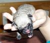 Mops Foto: Arwen aus der Mopsvilla Asperner Löwe (ID 7791) Mops Hund