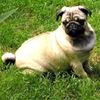 Mops Foto: Arwen aus der Mopsvilla Asperner Löwe (ID 15656) Mops Hund