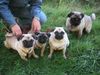 Mops Foto: Es mopst sich in Herne so zurecht! (ID 5949) Mops Hund