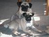 Mops Foto (ID 5948) Mops Hund