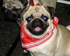 Mops Foto: Laudatio vom Sachsen Adel aus der Mopsvilla Asperner Löwe (ID 15660) Mops Hund
