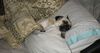 Mops Foto: REISEN MACHT MÜDE (ID 21471) Mops Hund