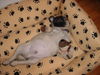 Mops Hund