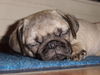 Mops Hund