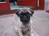 Mops Foto: Quentin (ID 3496) Mops Hund