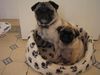 Mops Foto: Zwei Freunde (ID 14540) Mops Hund