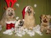Mops Foto: Weihnachtshelfer..... (ID 19520) Mops Hund
