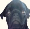 Mops Foto: Murphy ,2 Jahre alt (ID 20205) Mops Hund