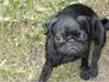 Mops Foto: Ein kleiner Gruß von Butzi und mir (ID 6731) Mops Hund