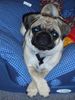 Mops Foto: Naomi (ID 13124) Mops Hund