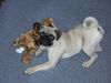 Mops Foto: Naomi - Salome (ID 13126) Mops Hund