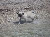Mops Foto: Naomi als kleine Wasserratte ! (ID 18138) Mops Hund