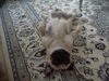 Mops Foto: Naomi (ID 21394) Mops Hund
