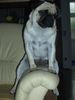 Mops Foto: *** Naomi *** (ID 27170) Mops Hund