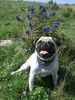 Mops Foto: *** Naomi *** (ID 24683) Mops Hund