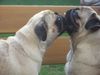 Mops Foto (ID 24877) Mops Hund