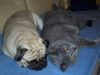 Mops Foto: Naomi & Kay (ID 27169) Mops Hund