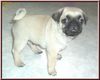 Mops Foto: Zeitweise habe ich Welpen in beige mit schwarzer Maske abzugeben. Ich strebe eine Zucht an, zurück auf den sogenannten (ID 23456) Mops Hund