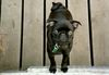 Mops Foto: Murphy,in Dänemark!!! (ID 20308) Mops Hund