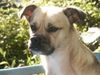 Mops Foto: Mopsmix Naddel (ID 19648) Mops Hund
