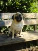 Mops Foto: Germanys next TOP-MOPS! (ID 39435) Mops Hund